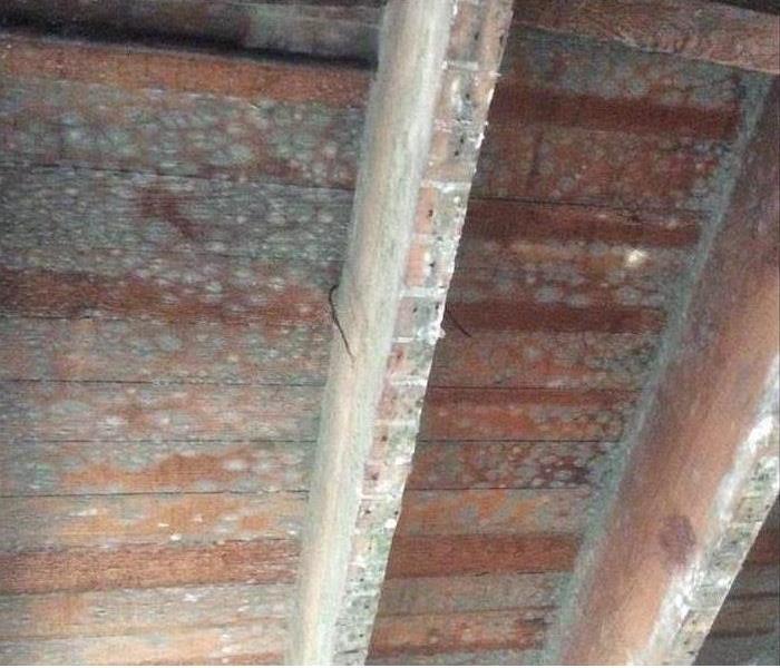 green mold growing on oak rafters in the attic