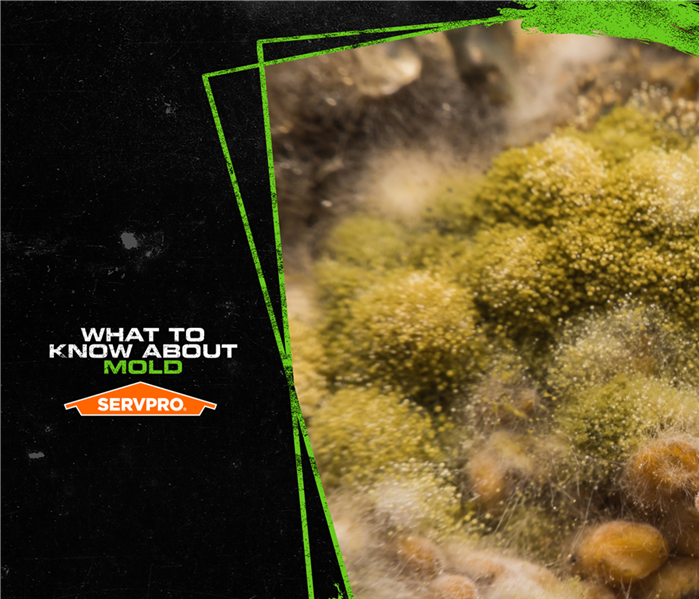 servpro poster  what to know about mold, pictures